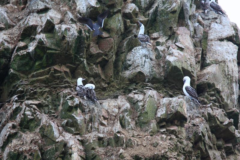 1210-Isole Ballestas,19 luglio 2013.JPG